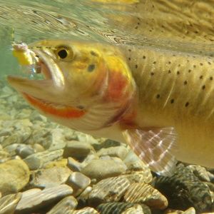 Meet your Posher, Jake